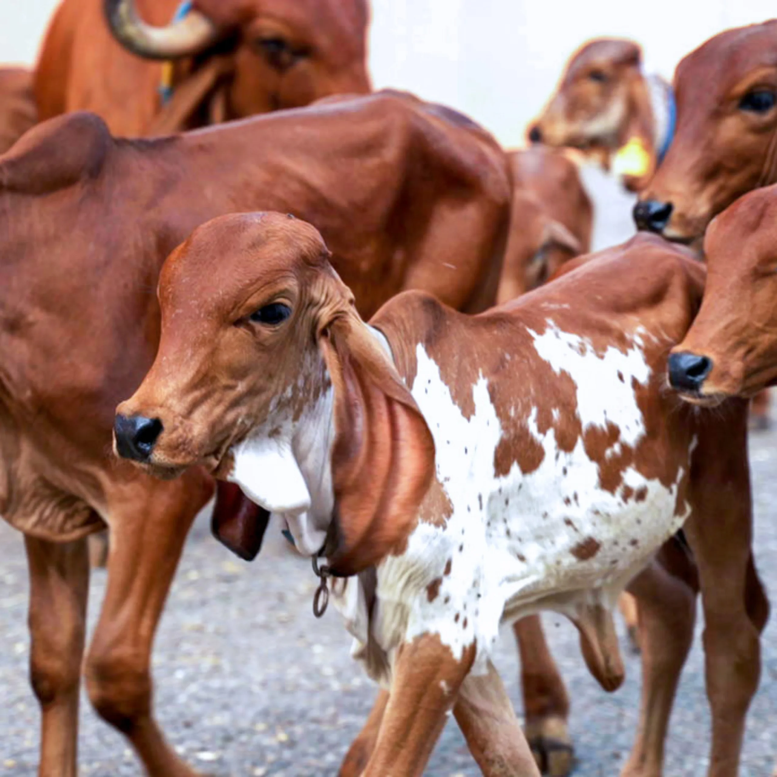 Cow receiving attentive care at a farm