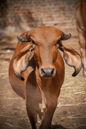 Calf resting safely at the farm