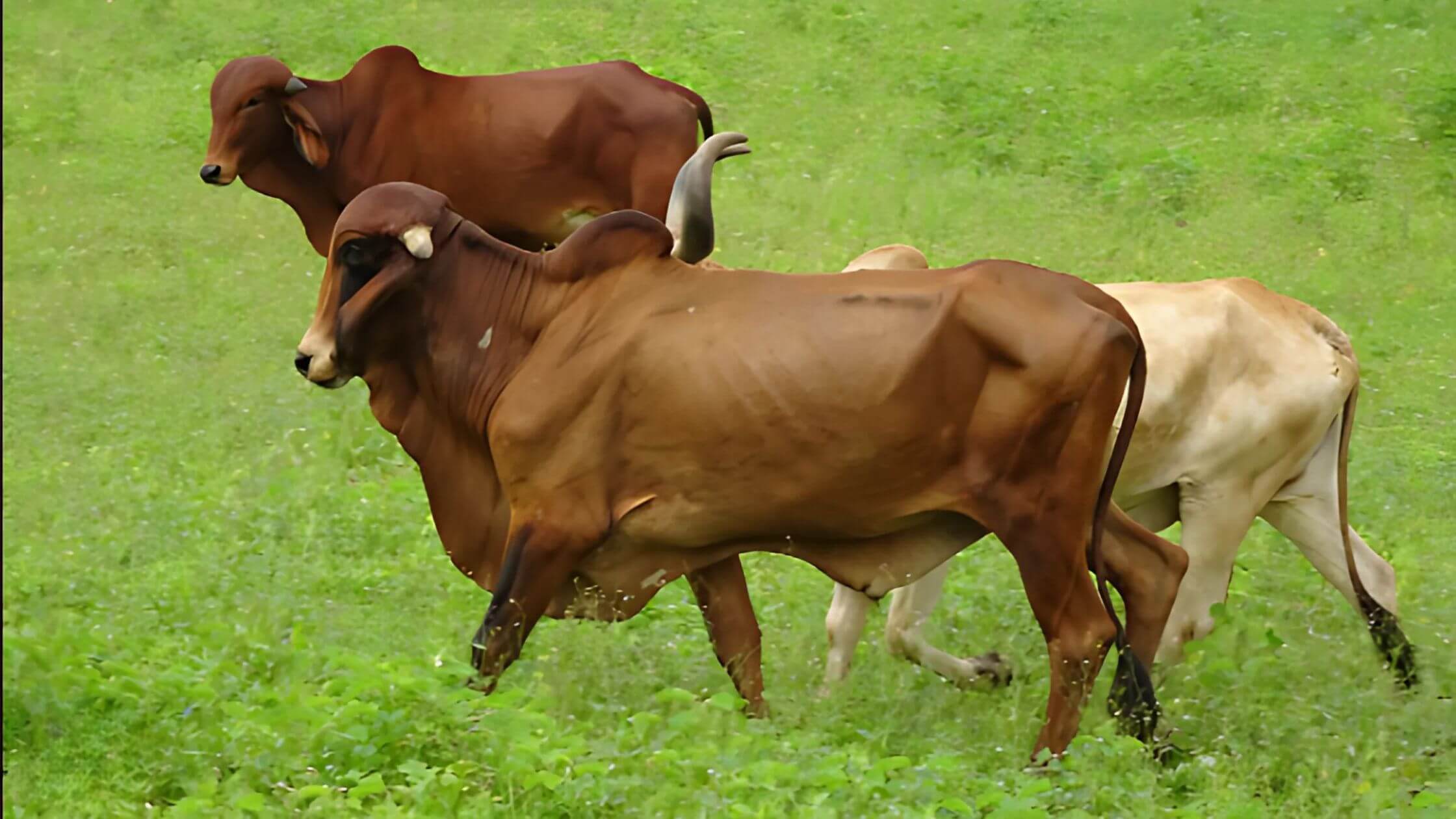 Cows grazing in an open green field