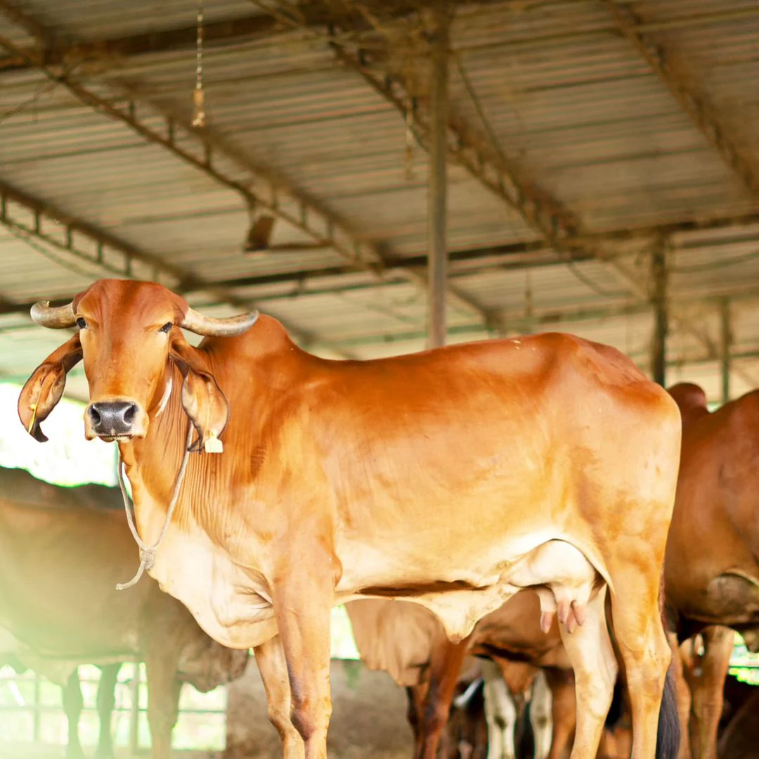 Close view of a healthy cow