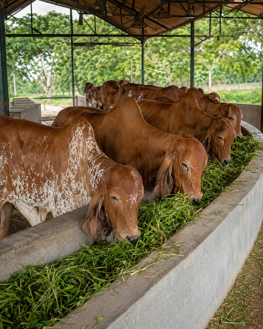 Gir cows eating fresh green fodder