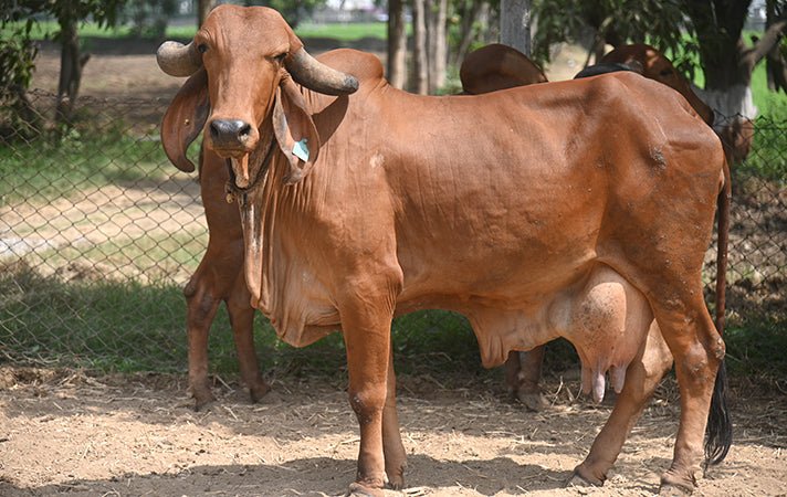 Gir cow and A2 milk information