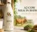 A2-Cow-milk-in-bhiwadi-Gaumaafarms.