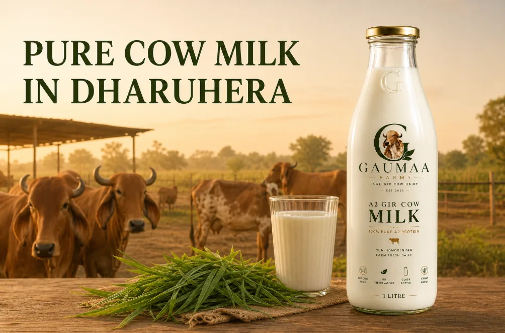 Pure-cow-milk-in-dharuhera-gaumaafarms