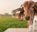 Pure-A2-Milk-Supplier-in-Dharuhera-What-Families-Should-Verify-Gaumaa farms